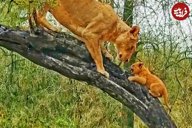 ببینید| مستند حیات وحش؛ وقتی ماده شیر به توله هایش آموزش بالا رفتن از درخت می دهد!