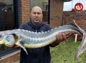 ببینید| غذای روستایی در روسیه؛ کباب یک ماهی خاویاری بزرگ در تنور 