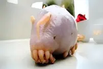 ببینید| خوک دریایی؛ موجودی شبیه بیگانگان فضایی در اعماق دریا!