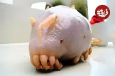 ببینید| خوک دریایی؛ موجودی شبیه بیگانگان فضایی در اعماق دریا!