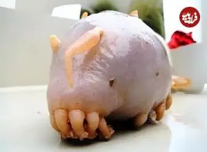 ببینید| خوک دریایی؛ موجودی شبیه بیگانگان فضایی در اعماق دریا!