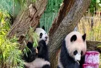 ببینید| تولد دو سالگی پانداهای دوقلو با کیک یخی
