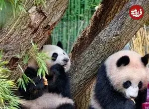 ببینید| تولد دو سالگی پانداهای دوقلو با کیک یخی