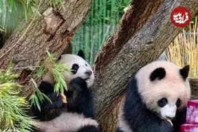 ببینید| تولد دو سالگی پانداهای دوقلو با کیک یخی