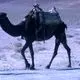 عکس| سفر زمان؛ کاروان شترها در یک جاده در اطراف اصفهان؛ سال 40