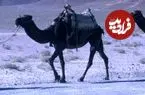 عکس| سفر زمان؛ کاروان شترها در یک جاده در اطراف اصفهان؛ سال 40