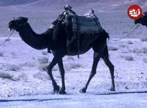 عکس| سفر زمان؛ کاروان شترها در یک جاده در اطراف اصفهان؛ سال 40