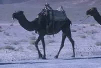 عکس| سفر زمان؛ کاروان شترها در یک جاده در اطراف اصفهان؛ سال 40