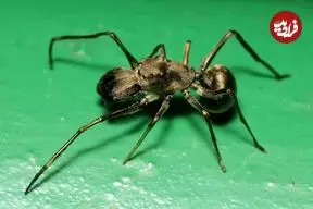 عنکبوت شگفت‌انگیزی که به بچه‌هایش «شیر» می‌دهد