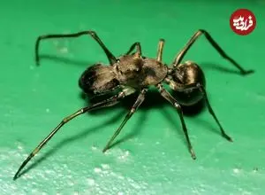 عنکبوت شگفت‌انگیزی که به بچه‌هایش «شیر» می‌دهد