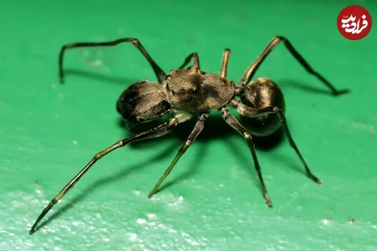 عنکبوت شگفت‌انگیزی که به بچه‌هایش «شیر» می‌دهد
