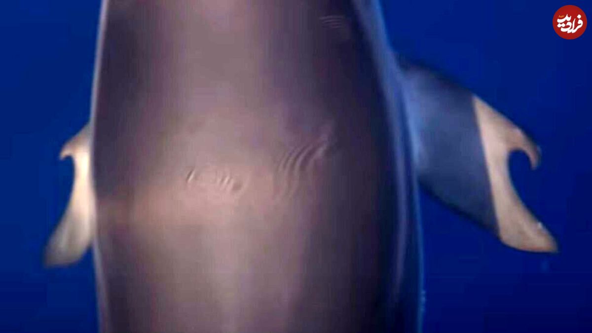 (عکس) کشف دلفین بسیار کمیاب مثل انسان انگشت دارد
