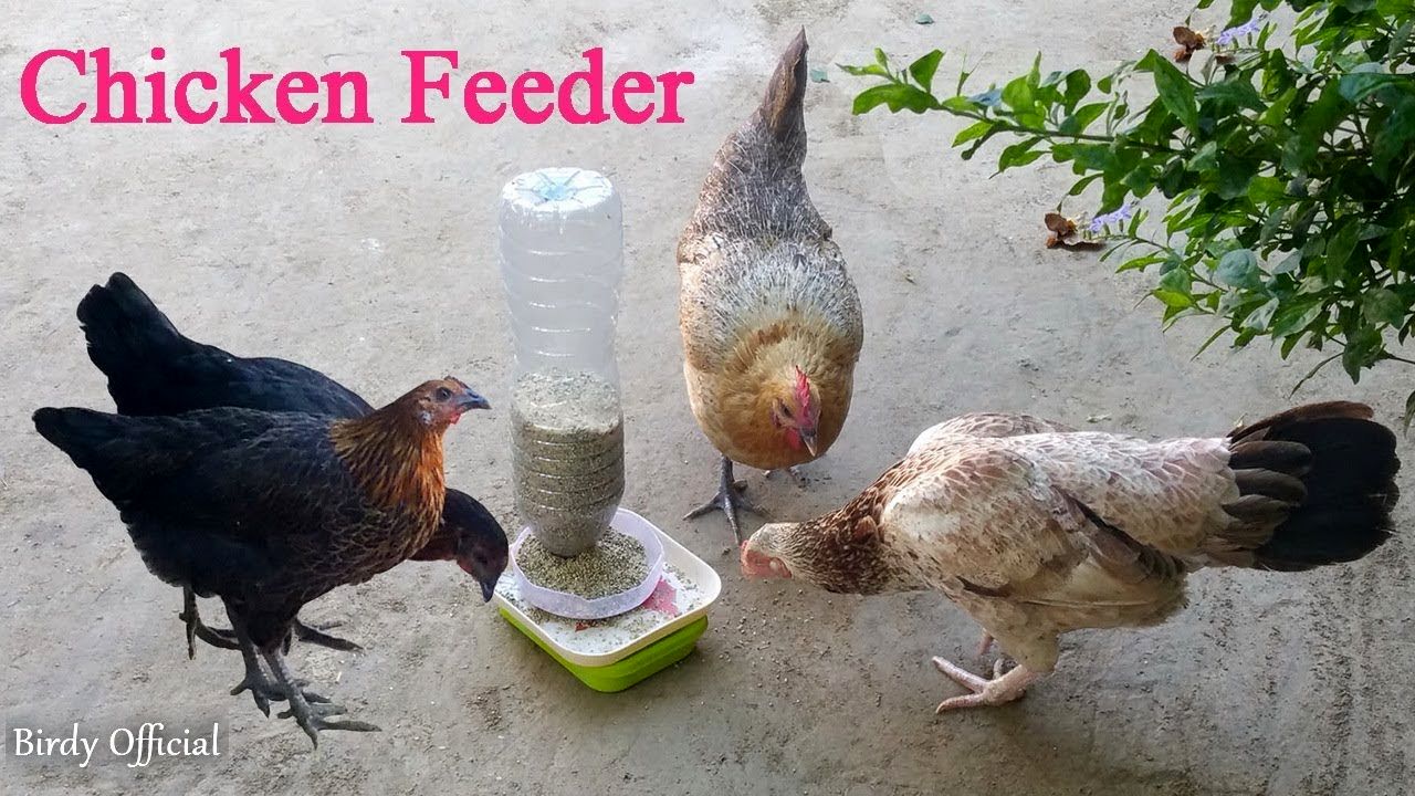(ویدئو) فرآیند ساخت یک دانخوری خلاقانه برای مرغ ها با بطری پلاستیکی