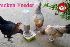 (ویدئو) فرآیند ساخت یک دانخوری خلاقانه برای مرغ ها با بطری پلاستیکی