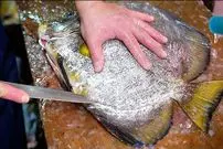 ببینید| غذای خیابانی در ژاپن؛ پخت کتلت با خفاش ماهی در اوکیناوا