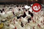 ماجرای خفه کردن مرغ‌ها با گاز در مرغداری‌ها