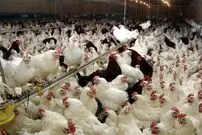 ماجرای خفه کردن مرغ‌ها با گاز در مرغداری‌ها