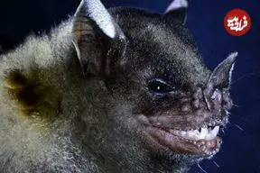 خفاش های معمار