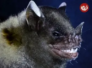 خفاش های معمار