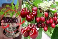 (ویدئو) با این روش ساده در خانه گیلاس بکارید و برداشت کنید!