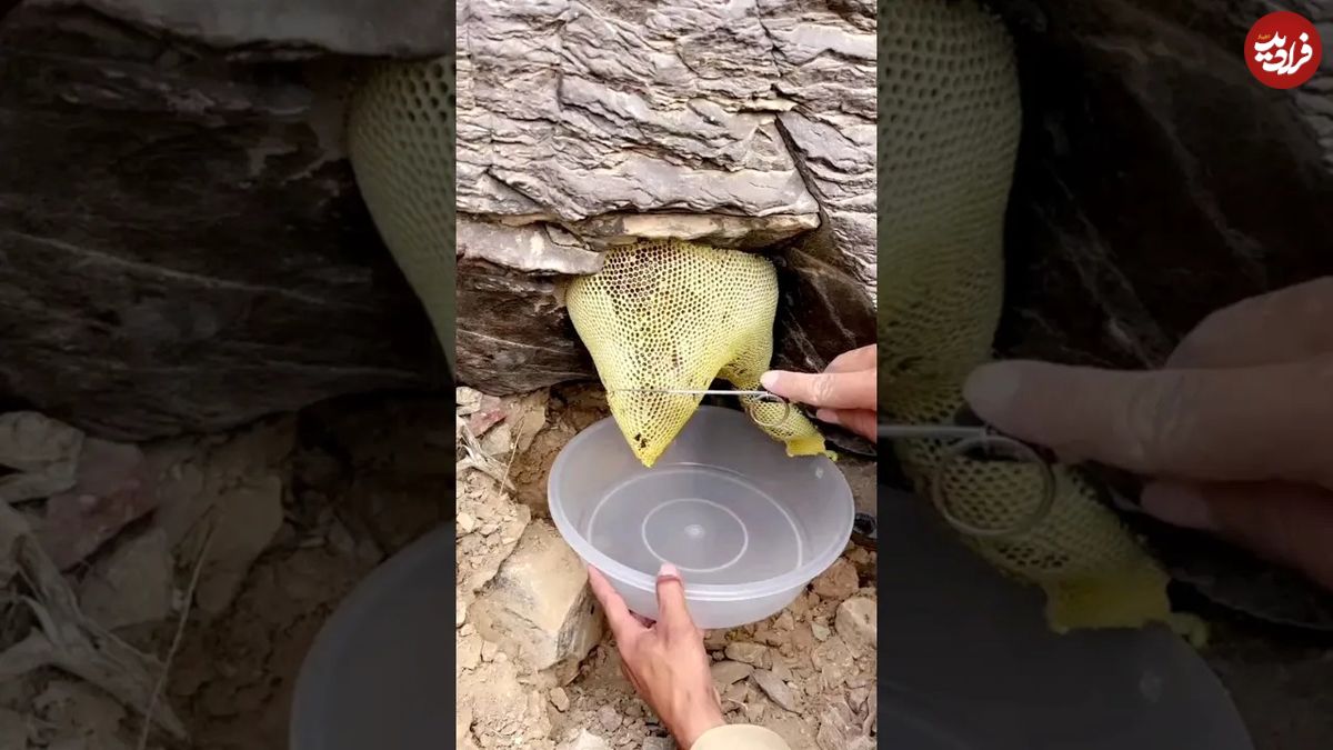 (ویدئو) لحظه هیجان انگیز برش زدن عسل وحشی روی صخره 