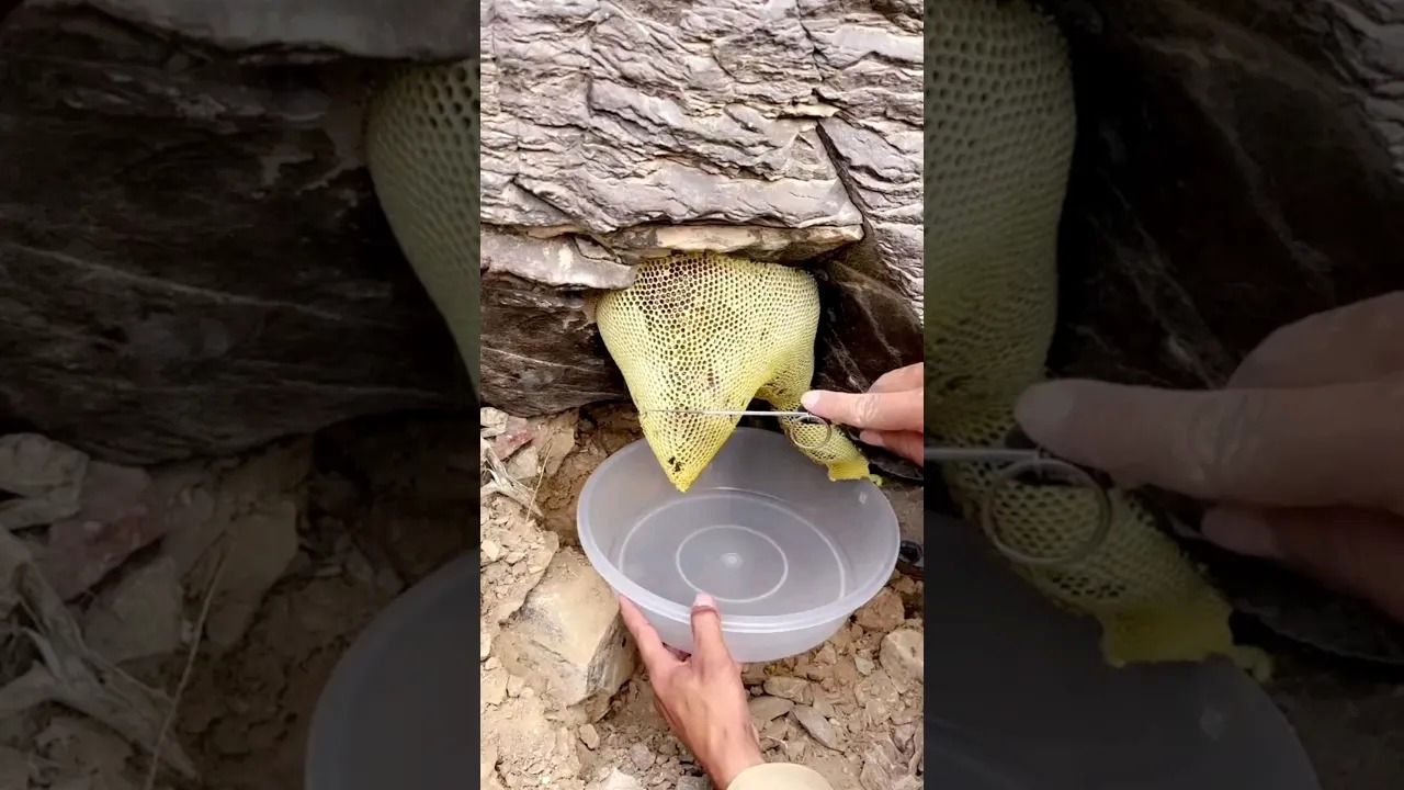 (ویدئو) لحظه هیجان انگیز برش زدن عسل وحشی روی صخره 