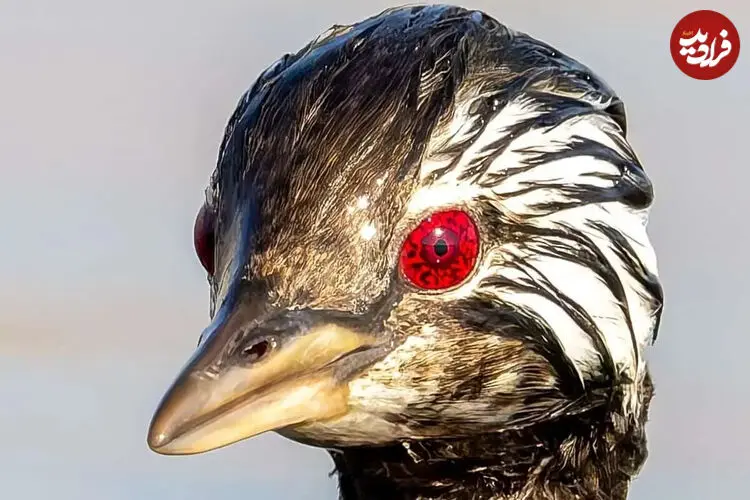 تصاویر| چشم‌های سرخ، نقطه برجسته چهره یک پرنده