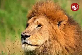 ببینید| مهمانی مگس‌ها روی صورت شیر