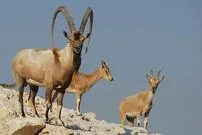 (ویدیو) فداکاری تماشایی بز کوهی مادر متعجبتان می کند!