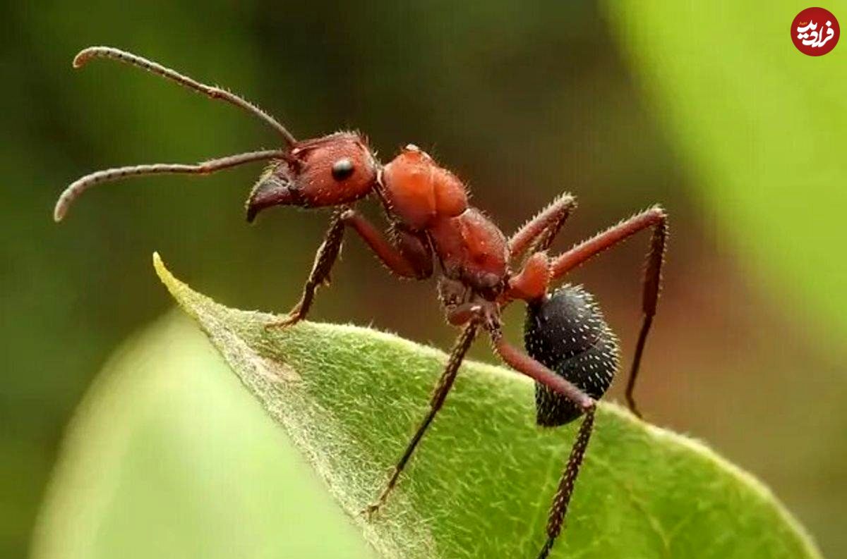 وزن مورچه‌های زمین چقدر است؟
