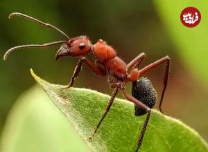 وزن مورچه‌های زمین چقدر است؟