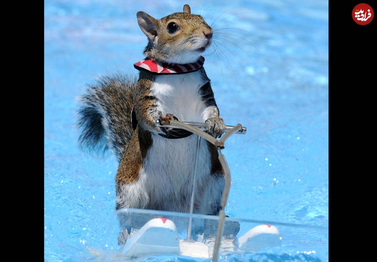 (ویدئو) مهارت حیرت‌انگیز یک سنجاب در اسکی روی آب