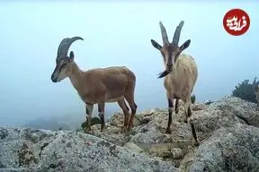 ببینید| چرای پازن‌ها در ارتفاعات پارک ملی گلستان