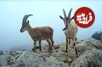 ببینید| چرای پازن‌ها در ارتفاعات پارک ملی گلستان