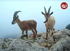 ببینید| چرای پازن‌ها در ارتفاعات پارک ملی گلستان