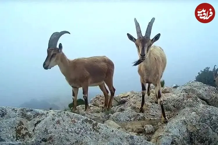 ببینید| چرای پازن‌ها در ارتفاعات پارک ملی گلستان