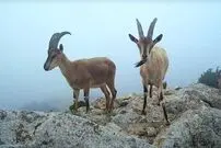 ببینید| چرای پازن‌ها در ارتفاعات پارک ملی گلستان