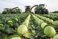 ببینید| چگونه هزاران تن کلم در کشورهای پیشرفته برداشت و فرآوری می شود؟