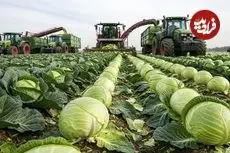 ببینید| چگونه هزاران تن کلم در کشورهای پیشرفته برداشت و فرآوری می شود؟