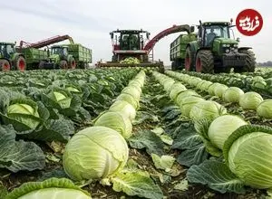 ببینید| چگونه هزاران تن کلم در کشورهای پیشرفته برداشت و فرآوری می شود؟