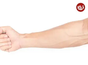 سفر به اعماق ساعد انسان؛ کالبدشکافی لایه به لایه شاهکار مهندسی بدن + اینفوگرافیک