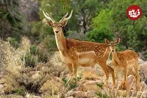 زایش دوباره گوزن زرد ایرانی در بهار دل‌انگیز ایلام