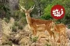 زایش دوباره گوزن زرد ایرانی در بهار دل‌انگیز ایلام