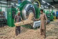 ببینید| چوب بستنی چگونه به صورت انبوه در پاکستان تولید می شود؟