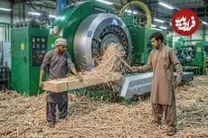 ببینید| چوب بستنی چگونه به صورت انبوه در پاکستان تولید می شود؟