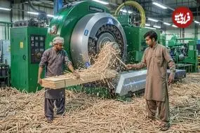 ببینید| چوب بستنی چگونه به صورت انبوه در پاکستان تولید می شود؟
