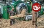 ببینید| چوب بستنی چگونه به صورت انبوه در پاکستان تولید می شود؟