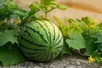 (ویدئو) پرورش هندوانه در دمای منفی ۸۹ درجه سانتی‌گراد قطب جنوب 
