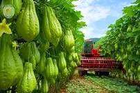 ببینید| مراحل دیدنی کاشت، برداشت و فرآوری میلیون ها میوه چایوت در چین