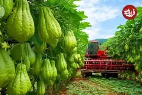 ببینید| مراحل دیدنی کاشت، برداشت و فرآوری میلیون ها میوه چایوت در چین